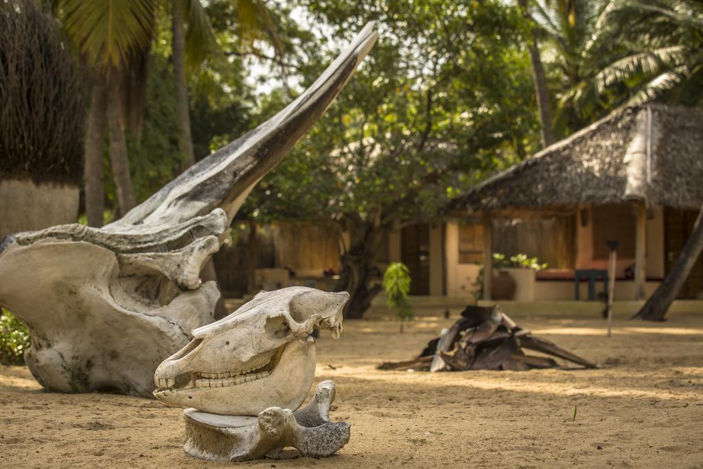 Cocodance Kitesurfing Resort Kalpitiya Exterior foto
